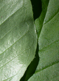 Small Jack-in-the-pulpit