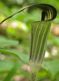 Small Jack-in-the-pulpit