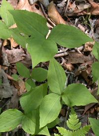 Jack-in-the-pulpit