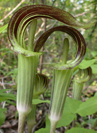 Jack-in-the-pulpit