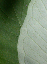 Jack-in-the-pulpit