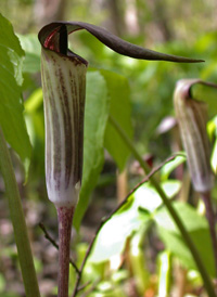 Jack-in-the-pulpit