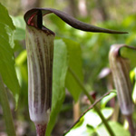 Jack-in-the-pulpit