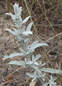 White Sagebrush