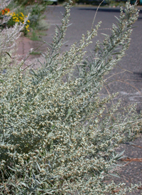 White Sagebrush