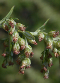 Common Mugwort