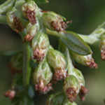 Common Mugwort