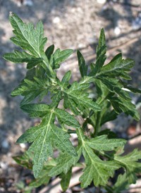 Common Mugwort