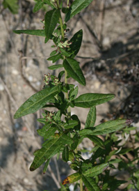 Common Mugwort