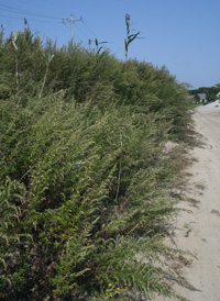 Common Mugwort