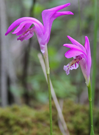 Dragon's-mouth Orchid