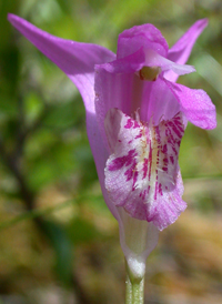 Dragon's-mouth Orchid