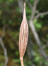 Dragon's-mouth Orchid