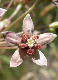 Clasp-leaved Milkweed