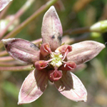 Clasp-leaved Milkweed Clasp-leaved Milkweed