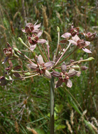 Clasp-leaved Milkweed