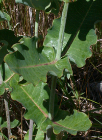 Clasp-leaved Milkweed