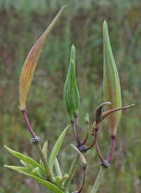 Swamp Milkweed
