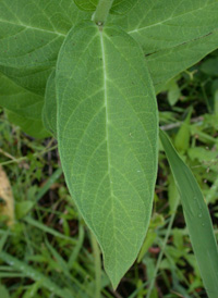 Swamp Milkweed