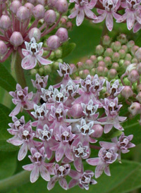 Swamp Milkweed