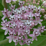 Swamp Milkweed