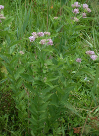 Swamp Milkweed