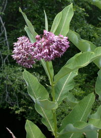 Common Milkweed