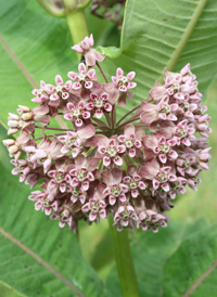 Common Milkweed