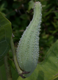 Common Milkweed