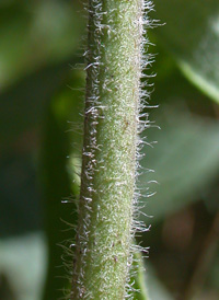 Butterfly Milkweed