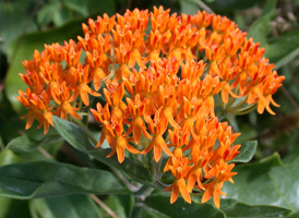 Butterfly Milkweed