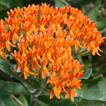 Butterfly Milkweed Butterfly Milkweed