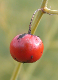 Common Asparagus