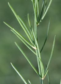 Common Asparagus