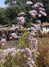 Tatarian Aster