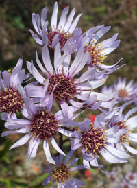 Tatarian Aster