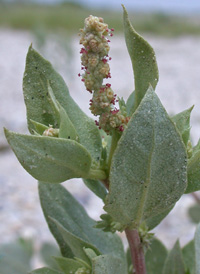 Crested Orache