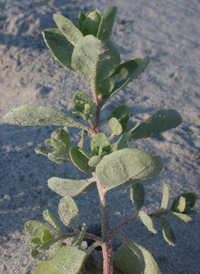 Crested Orache