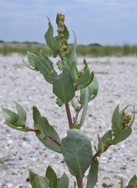 Crested Orache