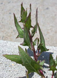 Spear-leaved Orache