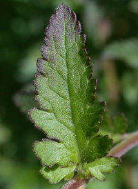 Fern-leaved False-foxglove