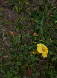 Fern-leaved False-foxglove