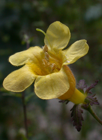 Fern-leaved False-foxglove