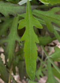 Downy False-foxglove