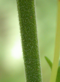 Downy False-foxglove