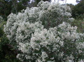 Eastern Baccharis