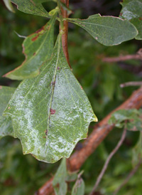 Eastern Baccharis