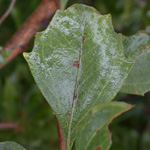 Eastern Baccharis Eastern Baccharis