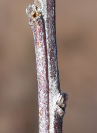 Eastern Baccharis