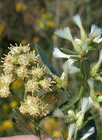 Eastern Baccharis